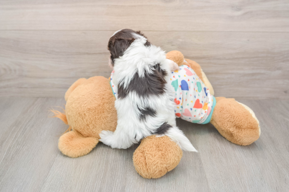 Energetic Havadoodle Poodle Mix Puppy