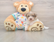7 week old Havapoo Puppy For Sale - Puppy Love PR