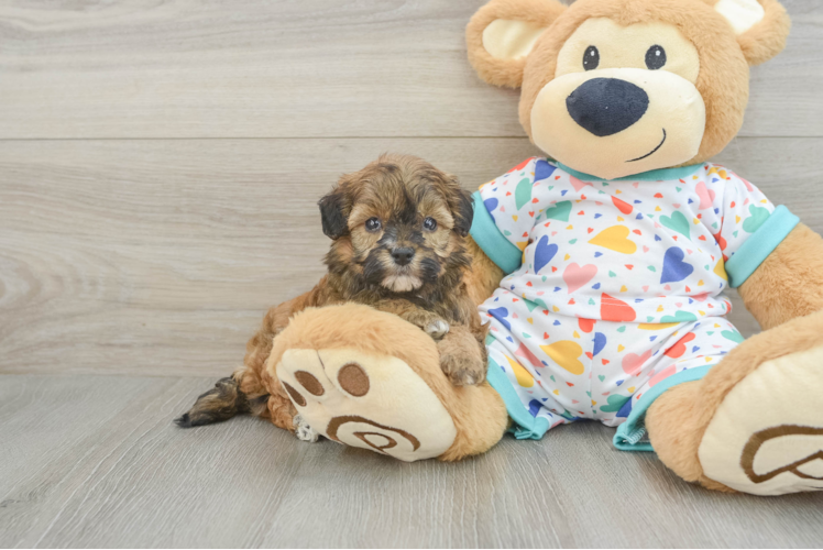 Playful Havadoodle Poodle Mix Puppy