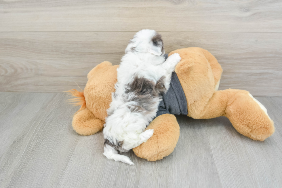 Smart Havapoo Poodle Mix Pup