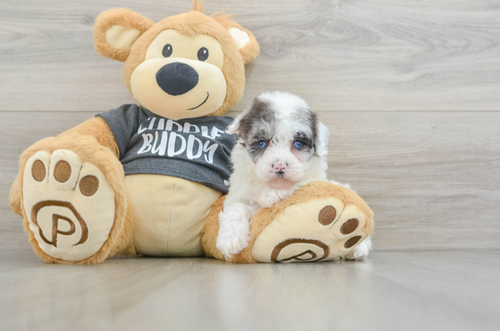 5 week old Havapoo Puppy For Sale - Puppy Love PR