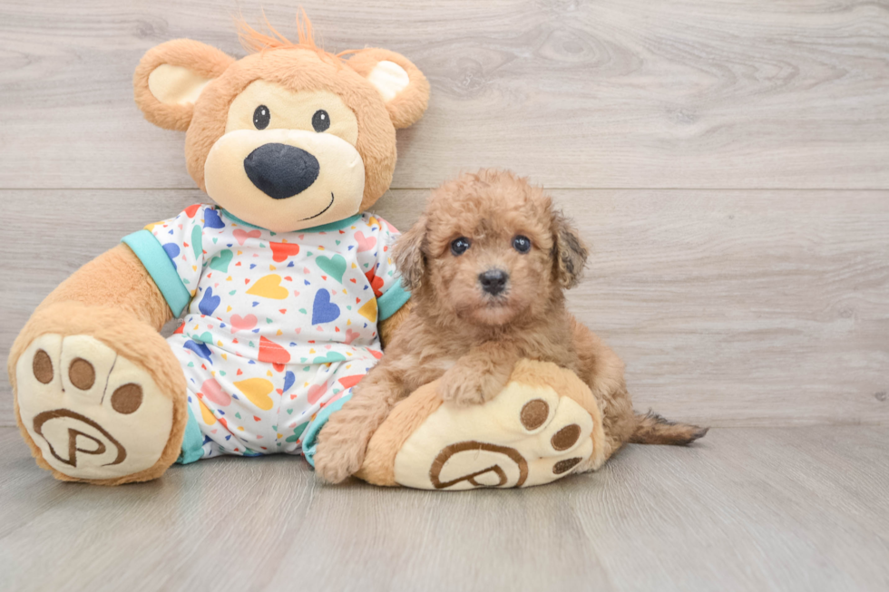 Fluffy Havapoo Poodle Mix Pup