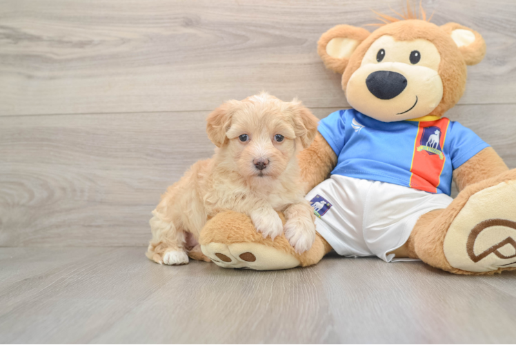 Havapoo Puppy for Adoption