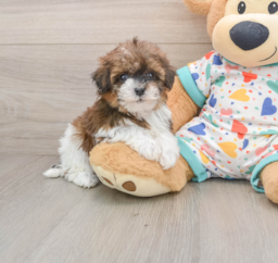 7 week old Havapoo Puppy For Sale - Puppy Love PR