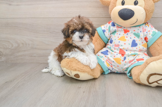 Adorable Havadoodle Poodle Mix Puppy