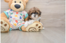 Best Havapoo Baby