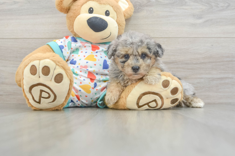 6 week old Havapoo Puppy For Sale - Puppy Love PR