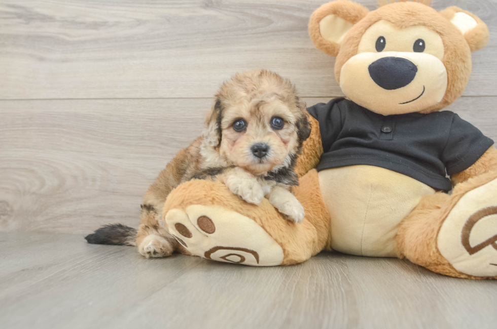 5 week old Havapoo Puppy For Sale - Puppy Love PR