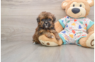 Havapoo Puppy for Adoption