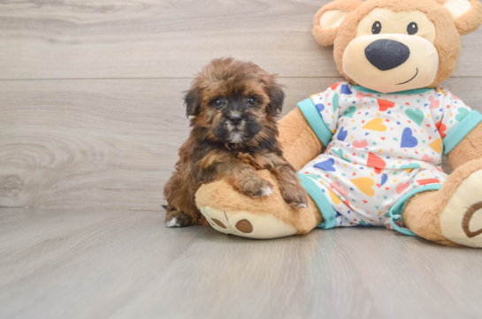 Havapoo Puppy for Adoption
