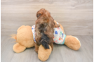 Havapoo Puppy for Adoption