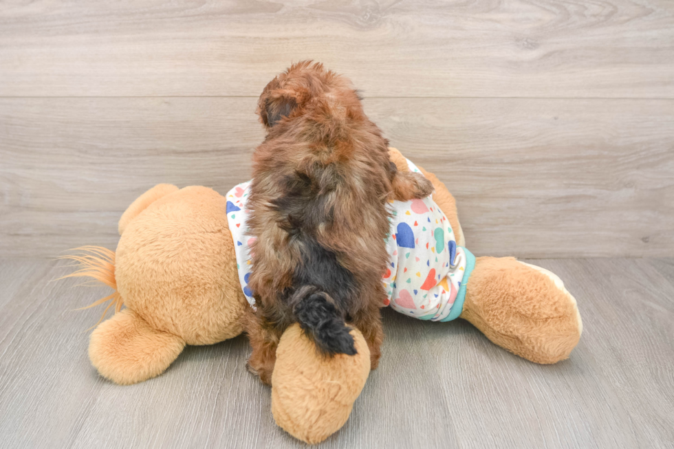 Havapoo Puppy for Adoption