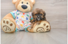 Sweet Havapoo Baby