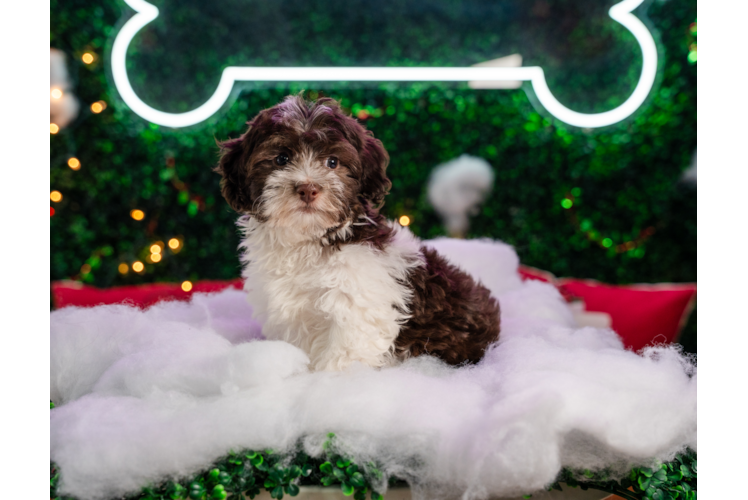 Meet Jazz - our Havapoo Puppy Photo 1/4 - Puppy Love PR Best Havapoo Baby