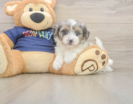 8 week old Havapoo Puppy For Sale - Puppy Love PR