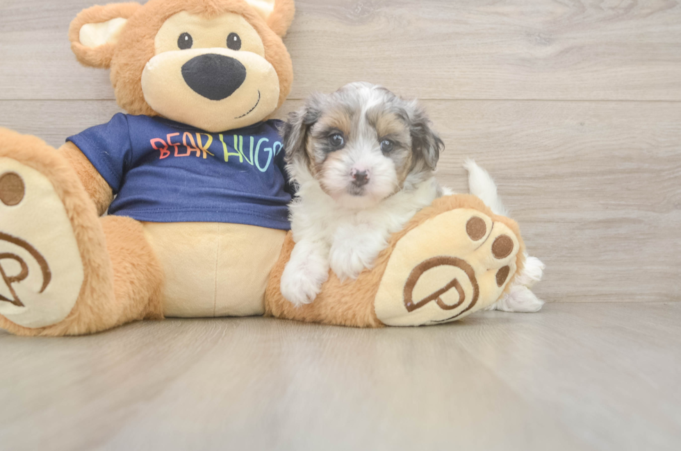 7 week old Havapoo Puppy For Sale - Puppy Love PR