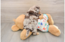 Havapoo Puppy for Adoption