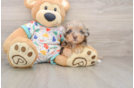 Havapoo Puppy for Adoption