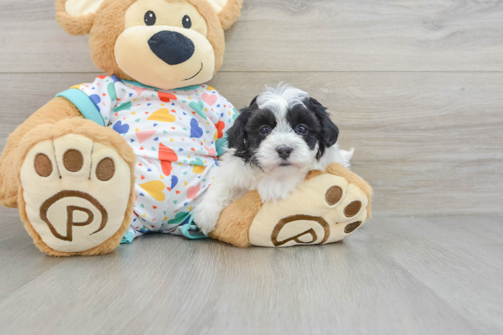 Energetic Havadoodle Poodle Mix Puppy