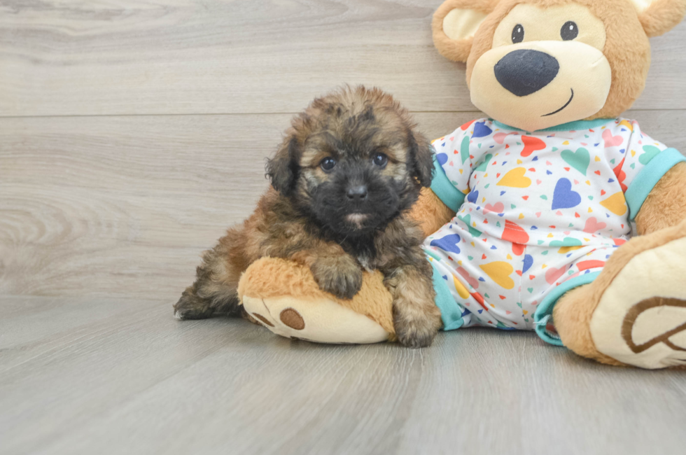 6 week old Havapoo Puppy For Sale - Puppy Love PR
