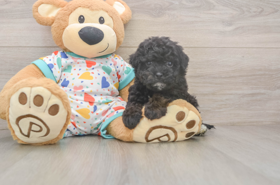 5 week old Havapoo Puppy For Sale - Puppy Love PR