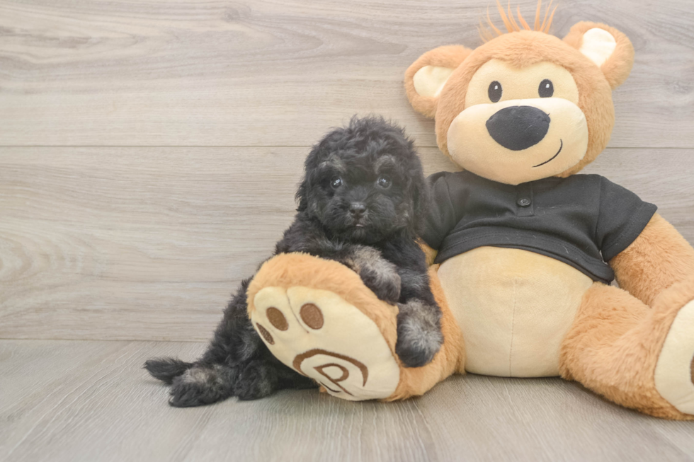 Meet Jeanie - our Havapoo Puppy Photo  2/3 - Puppy Love PR Small Havapoo Baby