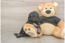 Meet Jeanie - our Havapoo Puppy Photo  2/3 - Puppy Love PR Small Havapoo Baby