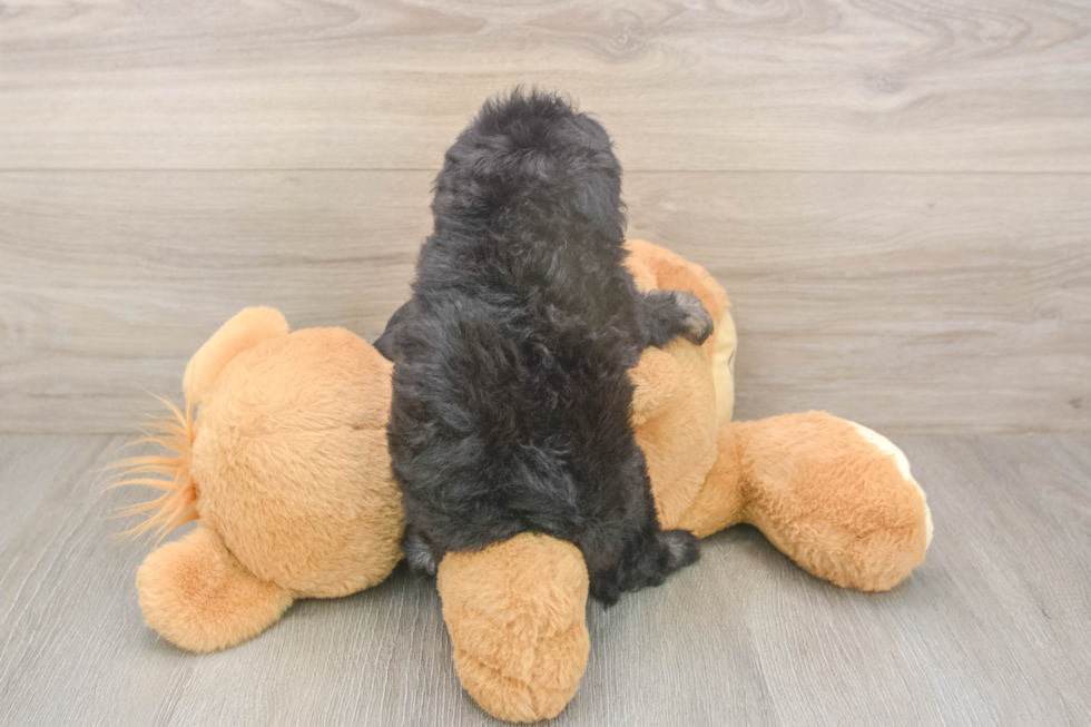 Meet Jeanie - our Havapoo Puppy Photo  3/3 - Puppy Love PR Fluffy Havapoo Poodle Mix Pup