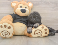 8 week old Havapoo Puppy For Sale - Puppy Love PR