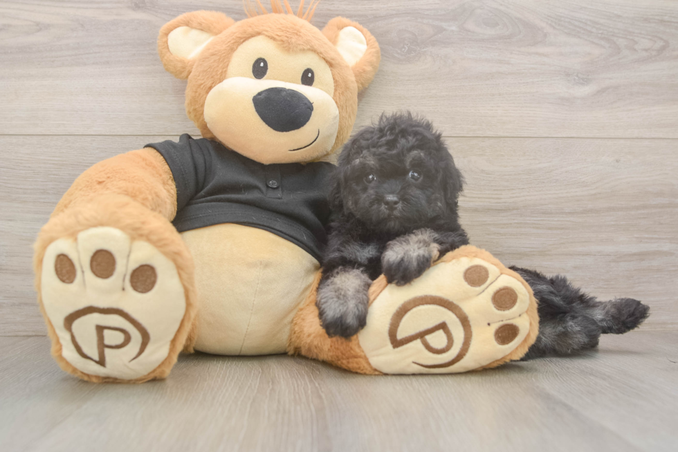 Meet Jeanie - our Havapoo Puppy Photo  1/3 - Puppy Love PR Little Havadoodle Poodle Mix Puppy