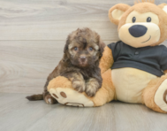 8 week old Havapoo Puppy For Sale - Puppy Love PR