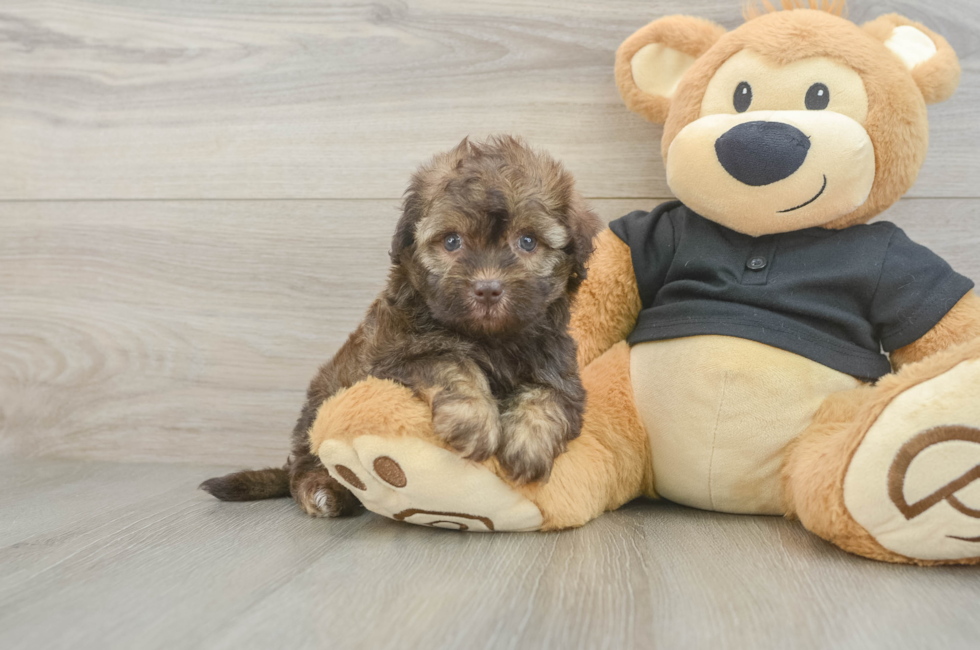 5 week old Havapoo Puppy For Sale - Puppy Love PR