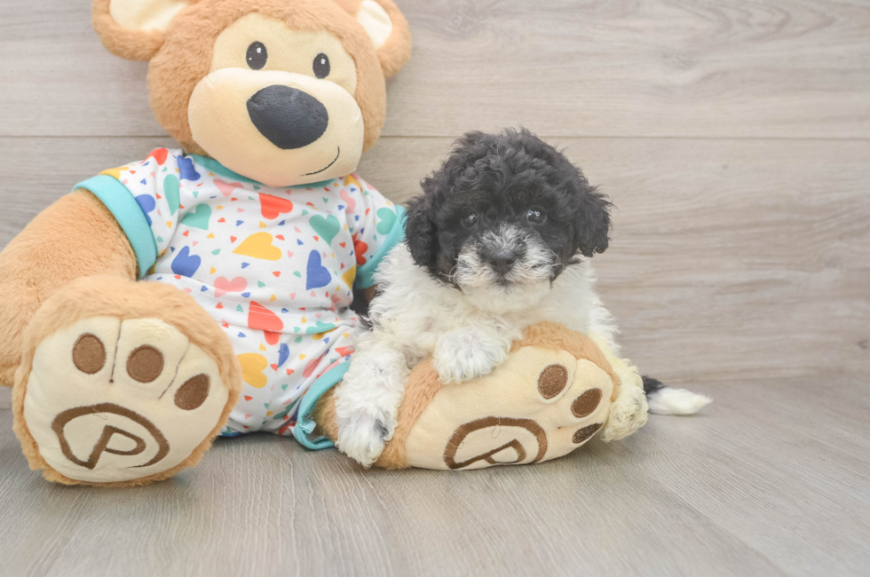 5 week old Havapoo Puppy For Sale - Puppy Love PR
