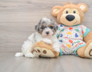 6 week old Havapoo Puppy For Sale - Puppy Love PR
