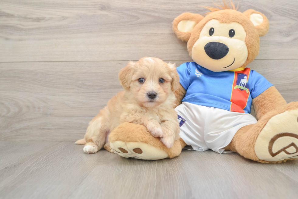 Havapoo Pup Being Cute