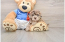 Adorable Havadoodle Poodle Mix Puppy
