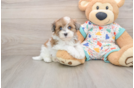 Havapoo Puppy for Adoption