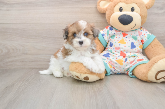 Havapoo Puppy for Adoption