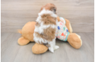Cute Havapoo Baby
