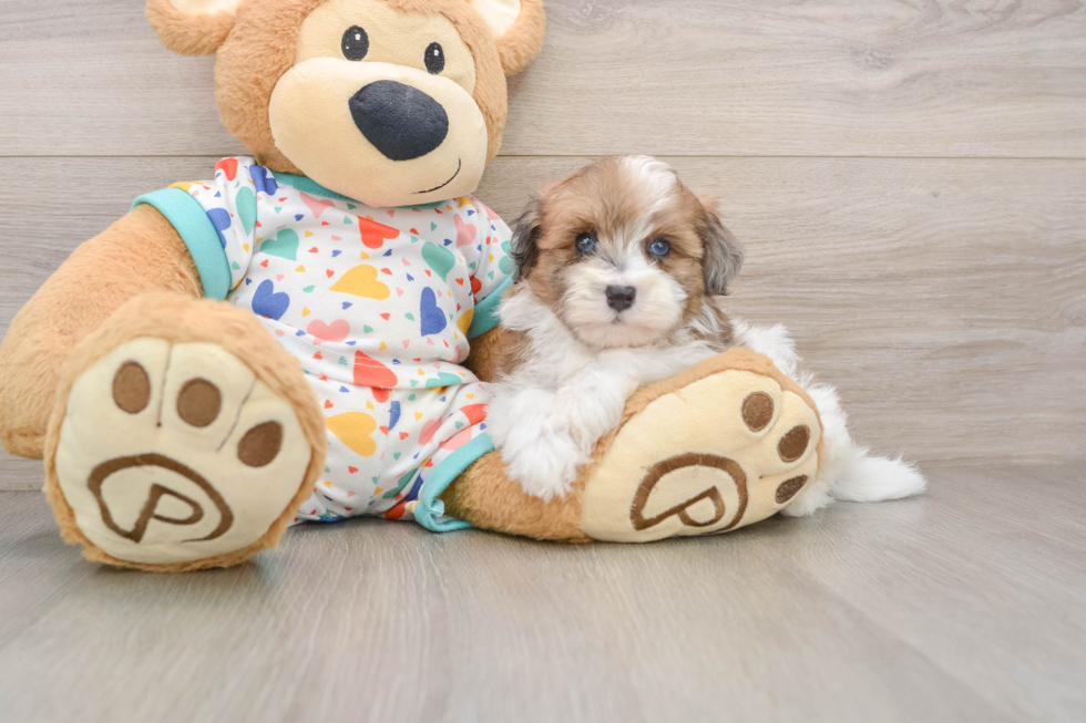 Energetic Havadoodle Poodle Mix Puppy