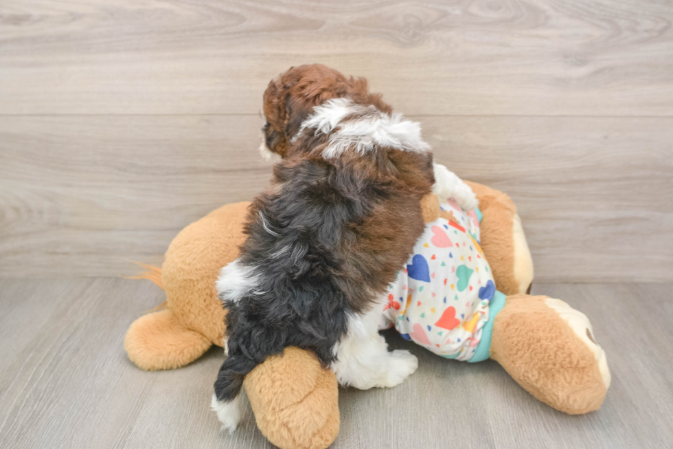 Adorable Havadoodle Poodle Mix Puppy