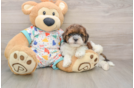 Best Havapoo Baby