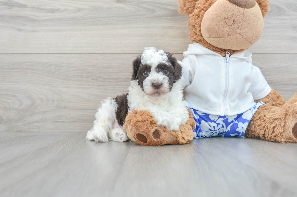5 week old Havapoo Puppy For Sale - Puppy Love PR