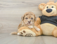 9 week old Havapoo Puppy For Sale - Puppy Love PR