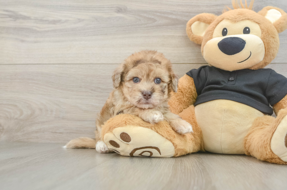 5 week old Havapoo Puppy For Sale - Puppy Love PR
