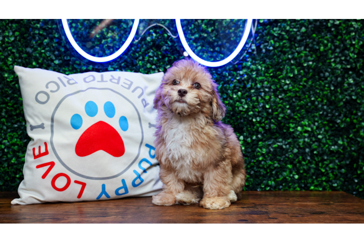 Havapoo Pup Being Cute