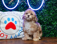 10 week old Havapoo Puppy For Sale - Puppy Love PR