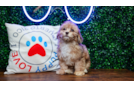 Havapoo Pup Being Cute