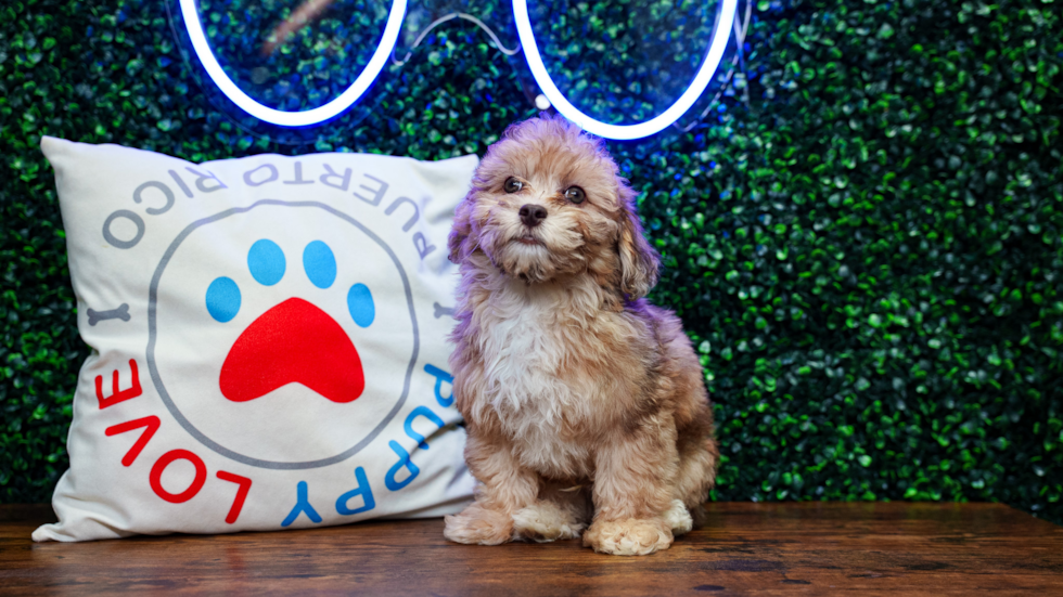 Havapoo Pup Being Cute