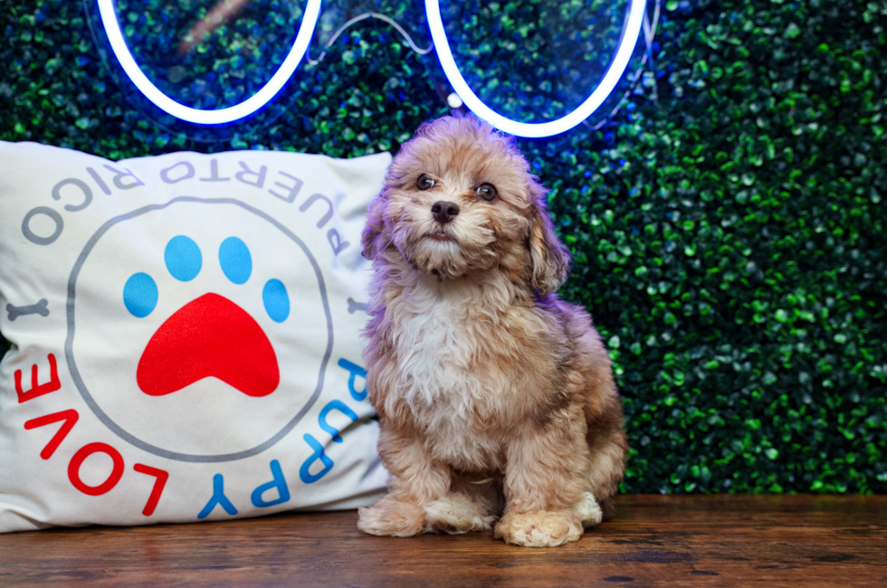 10 week old Havapoo Puppy For Sale - Puppy Love PR